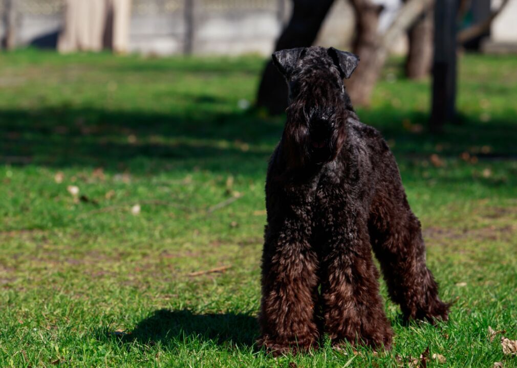 Kerry blue terriers